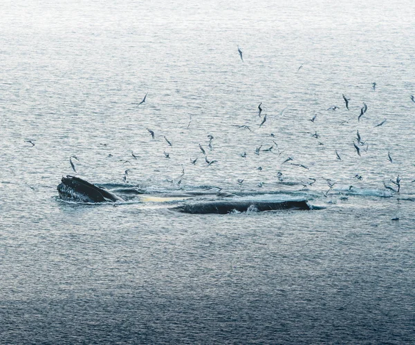 Flygfoto av flera knölvalar dyka i havet med blått vatten och blåsa. Visar vit fena i Atlanten. Bild tagen på Grönland Disko Bay Island. — Stockfoto