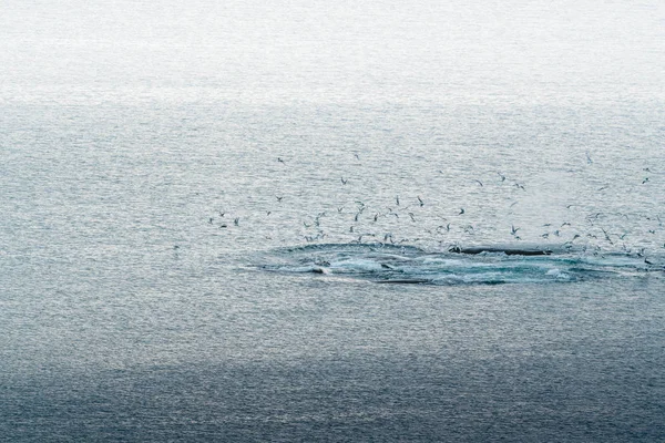 Flygfoto av flera knölvalar dyka i havet med blått vatten och blåsa. Visar vit fena i Atlanten. Bild tagen på Grönland Disko Bay Island. — Stockfoto