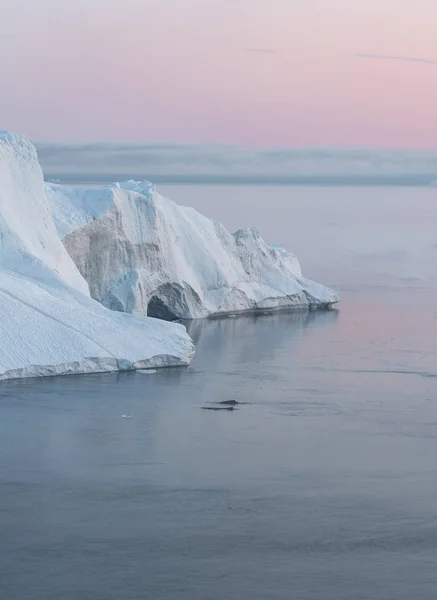 3 Knölval dyker nära Ilulissat bland isberg under rosa midnattssol. Soluppgång och solnedgång. Deras källa är från Jakobshavn-glaciären. Källan till isberg är en global uppvärmning och katastrofal — Stockfoto
