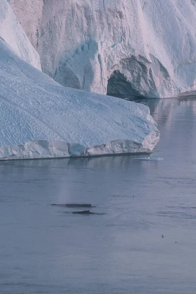 3 Humpback Velryba potápět se poblíž Ilulissat mezi ledovci během růžové půlnoční slunce. Východ a západ slunce. Jejich zdroj je u Jakobshavnského ledovce. Zdrojem ledovců je globální oteplování a katastrofa — Stock fotografie