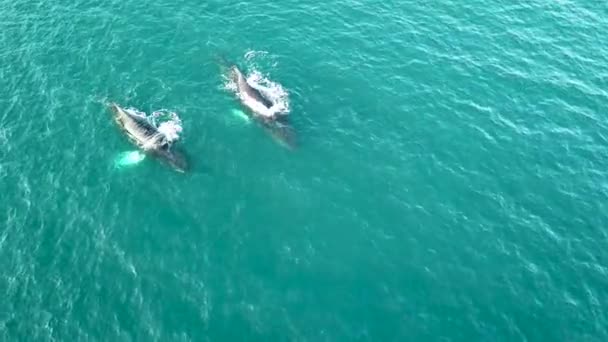 Luchtdrone zicht op bultrug walvissen die water spuiten uit een blaasgat. Een familie van walvissen terwijl ze zwemmen in de blauwe oceaan. Onderwerp: Natuur, vakantie, liefde voor het gezin. — Stockvideo