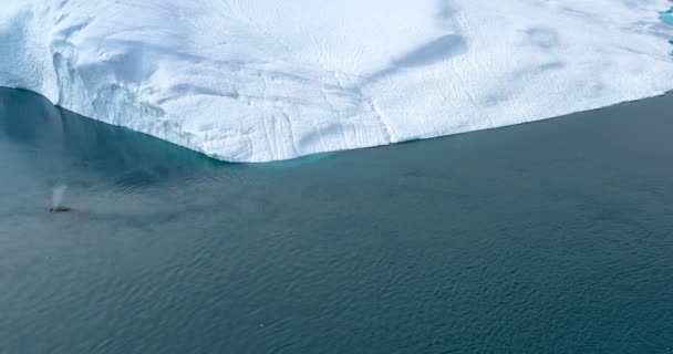 Przedzieranie się wielorybów przez góry lodowe w arktycznej naturze z lodem w krajobrazie fiordu lodowego. Wieloryb humbak. Wideo lotnicze z dziką przyrodą, lodem i górą lodową z Ilulissat, Grenlandia. — Wideo stockowe