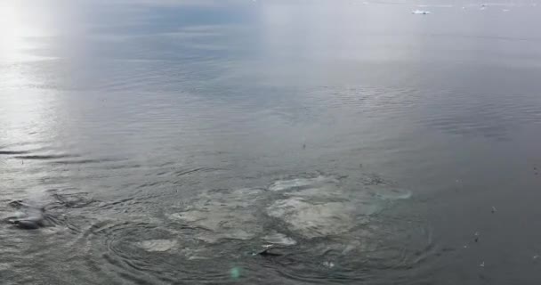 Ruptura de ballenas por icebergs en la naturaleza ártica con hielo en el paisaje de icefjord. Ballena jorobada. Vídeo aéreo con fauna, hielo e iceberg de Ilulissat, Groenlandia . — Vídeo de stock