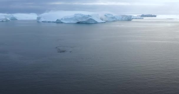 Drohne einer Gruppe Buckelwale an Eisbergen auf Grönland. 5 Buckelwale brechen in der arktischen Natur in der Eisfjordlandschaft ein. Luftbild mit Tierwelt, Eis und Eisberg von ilulissat. — Stockvideo