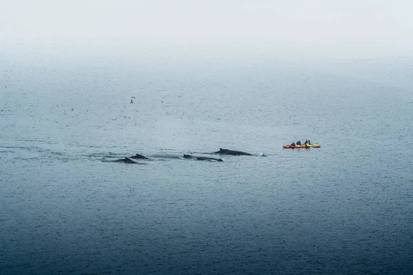 GREENLAND, Ilulissat - 7 de agosto de 2019: Personas en kayaks de mar observando una aleta de ballena jorobada. Hasta siete especies de ballenas visitan regularmente la zona . —  Fotos de Stock