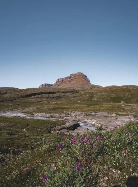 Flores en el paisaje ártico de Disko Bay en Greeland en verano. Cielo azul y prados verdes. Sendero del Círculo Ártico con montañas del templo. Isla Disko y pueblo de Qeqertarsuaq , —  Fotos de Stock