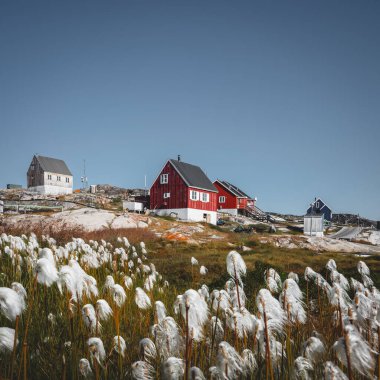 Grönland, Ilulissat 'ın renkli kırmızı evi. Kutup pamuğu çiçeği. Yerleşim alanı küçük bir yarımadada, anakaradan doğu Disko Körfezi 'ne doğru ilerliyor..