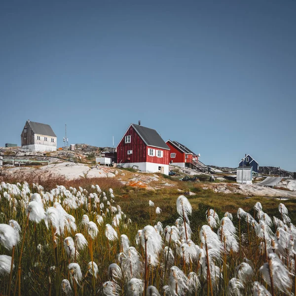 A casa vermelha colorida de Ilulissat, Groenlândia. Flor de algodão ártico. Assentamento está localizado em uma pequena península jutting fora do continente para leste Disko Bay . — Fotografia de Stock