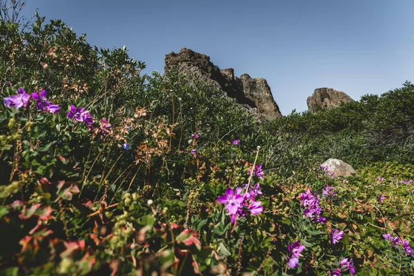 Yazın Greeland 'deki Disko Körfezi' nin kuzey kutbu manzarasında çiçekler. Mavi Gökyüzü ve yeşil çayırlar. Tapınak dağlarıyla Kuzey Kutbu Daire Yolu. Disko Adası ve Qeqertarsuaq Köyü, — Stok fotoğraf