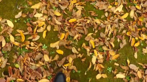 Una vista dall'alto, gambe in stivali neri che camminano lungo le foglie cadute in autunno. Movimento lento 4k — Video Stock