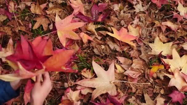 Dívka je sbírat barevné listí pro kytici. Podzimní čas. 4k, pomalý pohyb — Stock video
