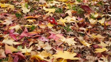 Yerde yatan sonbahar, kırmızı ve sarı yaprakları. Yakın çekim. 4k, ağır çekim