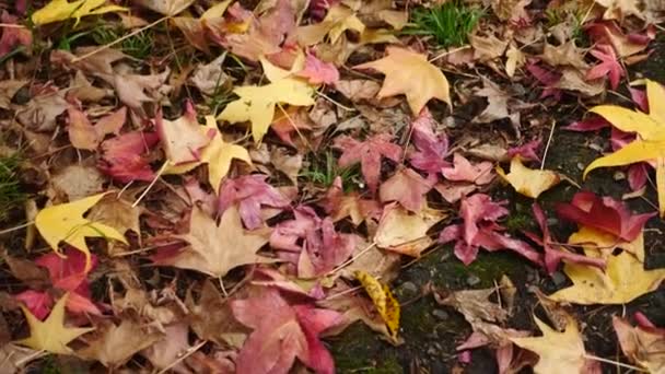 Осіннє, червоне і жовте листя лежить на землі. Крупним планом. 4k, повільний рух — стокове відео
