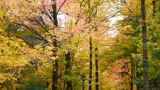 Folha de árvores de bordo se movendo no vento. Folha de bordo vermelho com cores de outono se movendo ao vento. Belo fundo. 4k câmera lenta — Vídeo de Stock