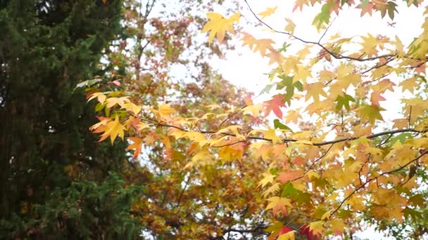 Ahornbäume blättern im Wind. Rotes Ahornblatt mit herbstlichen Farben, die sich im Wind bewegen. schöner Hintergrund. 4k Zeitlupe — Stockvideo