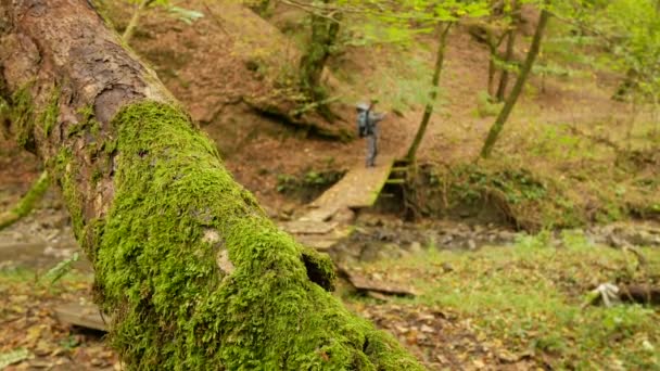 Ein männlicher Tourist überquert in einem Wald einen Gebirgsfluss entlang eines umgestürzten Baumes. Abenteuer und Extremtourismus, die Überwindung von Hindernissen. 4k — Stockvideo