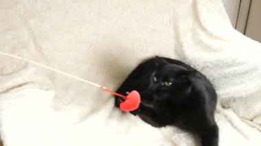 Siyah bir kedi bir oyuncak kalp ile oynuyor. 4k, ağır çekim. bir kedi ile oynarken çocuk
