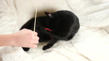 Siyah bir kedi bir oyuncak kalp ile oynuyor. 4k, ağır çekim. bir kedi ile oynarken çocuk