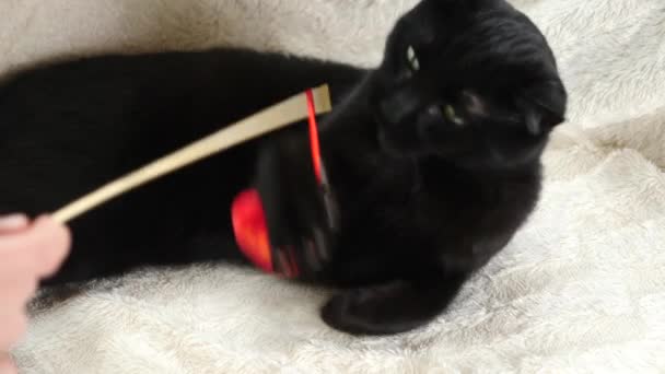 Um gato preto brinca com um coração de brinquedo. 4K, câmara lenta. menino brincando com um gato — Vídeo de Stock