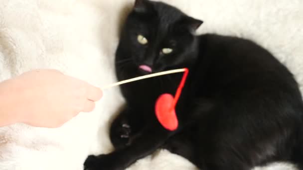 Eine schwarze Katze spielt mit einem Spielzeugherz. 4k, Zeitlupe. Junge spielt mit einer Katze — Stockvideo