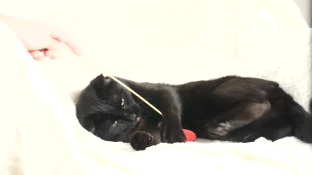 Černá kočka si hraje s hračkou srdce. 4k, zpomalené. kluk hraje s kočkou — Stock video