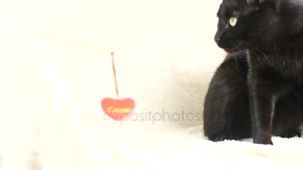 Чорний кіт грає з іграшковим серцем. 4k, повільний рух. хлопчик грає з кішкою — стокове відео