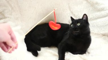 Siyah bir kedi bir oyuncak kalp ile oynuyor. 4k, ağır çekim. bir kedi ile oynarken çocuk