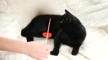 Siyah bir kedi bir oyuncak kalp ile oynuyor. 4k, ağır çekim. bir kedi ile oynarken çocuk