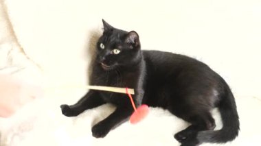 Siyah bir kedi bir oyuncak kalp ile oynuyor. 4k, ağır çekim. bir kedi ile oynarken çocuk