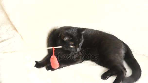 Un gato negro juega con un corazón de juguete. 4k, cámara lenta. chico jugando con un gato — Vídeos de Stock