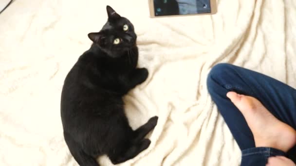 De jongen neemt foto's van een zwarte kat op zijn smartphone. huisdieren. kat. 4k, slow-motion — Stockvideo