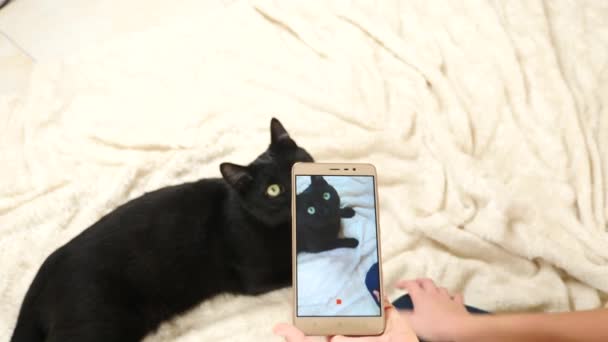 Der Junge macht mit seinem Smartphone Fotos von einer schwarzen Katze. Haustiere. Katze. 4k, Zeitlupe — Stockvideo