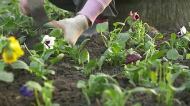 Bahçe ve park ekonomisi Anabilim Dalı çalışan bir şehir flowerbed fidan çiçek dikti. 4k, ağır çekim