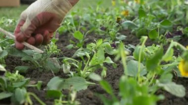 Bahçe ve park ekonomisi Anabilim Dalı çalışan bir şehir flowerbed fidan çiçek dikti. 4k, ağır çekim