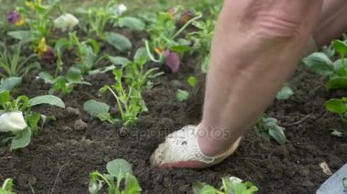 Bahçe ve park ekonomisi Anabilim Dalı çalışan bir şehir flowerbed fidan çiçek dikti. 4k, ağır çekim