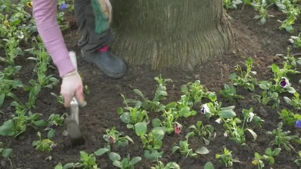 L'employé du département de l'économie de jardin et de parc a planté des semis de fleurs sur un lit de fleurs de la ville. 4k, au ralenti — Video
