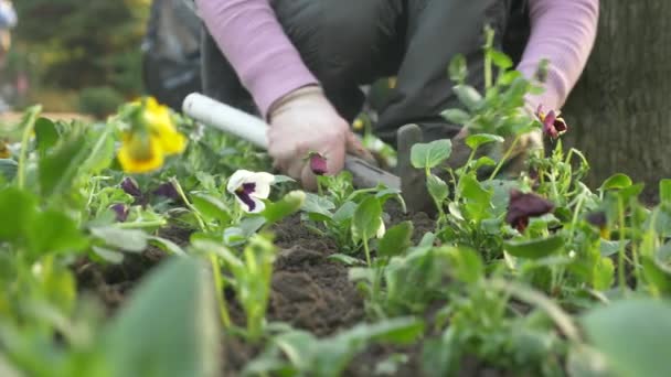 Der Mitarbeiter der Abteilung für Garten- und Parkwirtschaft pflanzte Setzlinge von Blumen auf ein städtisches Blumenbeet. 4k, Zeitlupe — Stockvideo