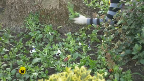 El empleado del departamento de jardinería y economía del parque plantó plántulas de flores en un parterre de la ciudad. 4k, cámara lenta — Vídeo de stock