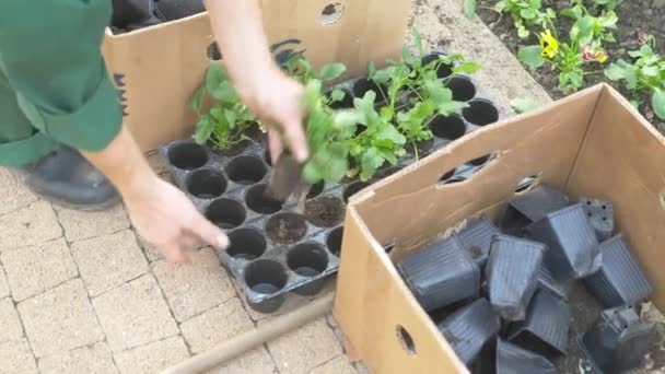 Pracownik Departamentu gospodarki ogród i park posadzone Sadzonki kwiatów na kwietnik miasta. 4k, zwolnionym tempie — Wideo stockowe