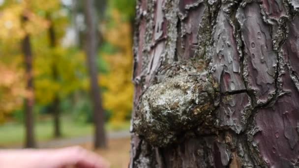 Da vicino, mano dell'uomo, mentre sente la corteccia di un albero, Slow Motion. 4k — Video Stock