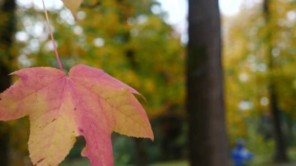 Feuilles d'érable se déplaçant dans le vent. Feuille d'érable rouge aux couleurs automnales se déplaçant dans le vent. Beau fond. 4k au ralenti 