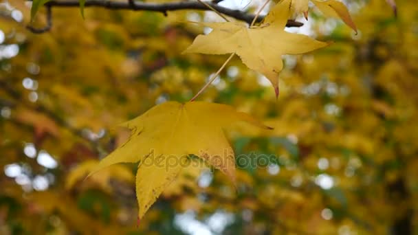 Bomen esdoornblad bewegen in de Wind. Rode esdoornblad met herfst kleuren bewegen in de wind. Mooie achtergrond. 4 k slow-motion — Stockvideo