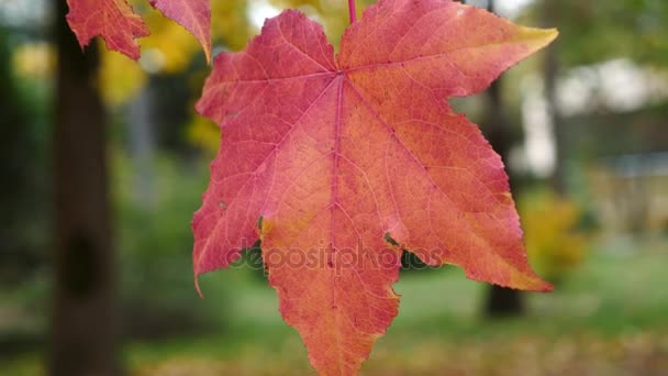 Foglia d'acero che si muove nel vento. Foglia d'acero rosso con colori autunnali che si muovono nel vento. Bello sfondo. 4k rallentatore — Video Stock