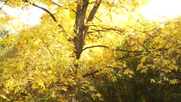 黄色の葉を持つ、秋の木々。風は、木から葉を涙します。秋の葉。4 k. — ストック動画