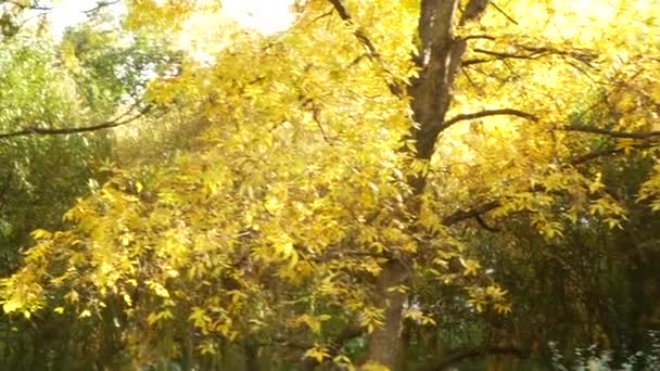 automne, arbres au feuillage jaune. le vent arrache les feuilles des arbres. chute des feuilles. 4k .