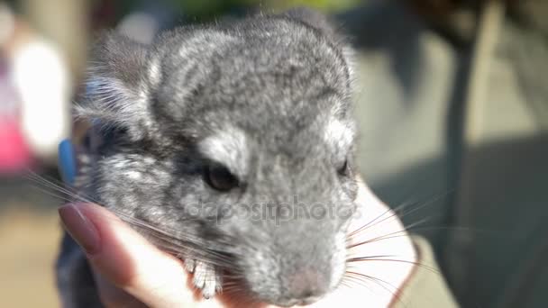 Chinchilla standaard kleur op de handen van een vrouw. 4k — Stockvideo