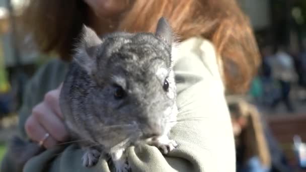 Chinchilla couleur standard sur les mains d'une femme. 4k. la fille tient le chinchilla par la queue — Video