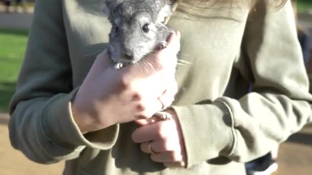 Chinchilla standard color on the hands of a woman. 4k. the girl is holding the chinchilla by the tail — Stock Video