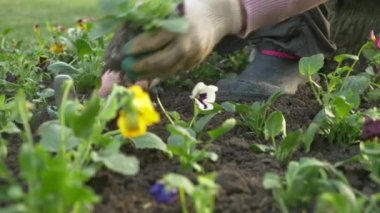 Bahçe ve park ekonomisi Anabilim Dalı çalışan bir şehir flowerbed fidan çiçek dikti. 4k, ağır çekim