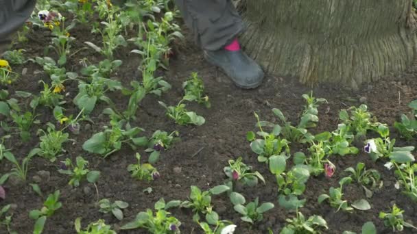 Співробітник департаменту садово-паркового господарства посадив розсаду квітів на міську клумбу. 4k, повільний рух — стокове відео